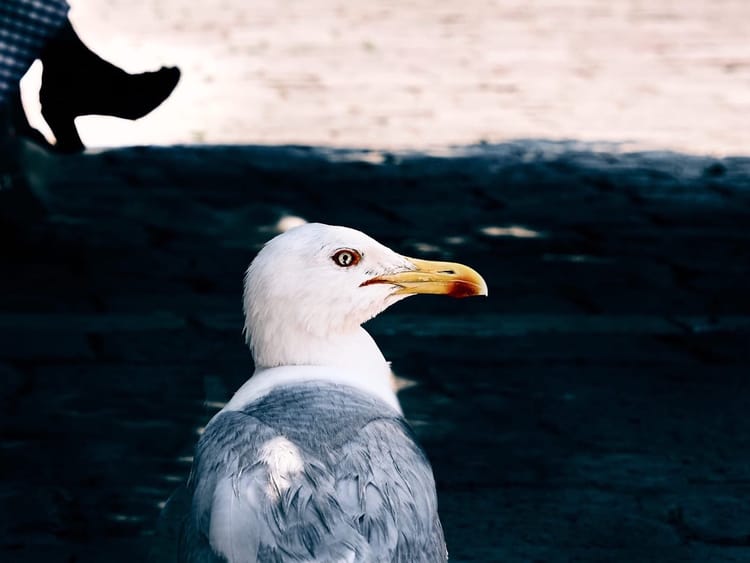 Nahaufnahme einer Möwe im Profil, die vor dunklem Hintergrund aufmerksam nach rechts blickt. Im unscharfen Hintergrund links oben sind Schuhe einer Person zu erahnen.